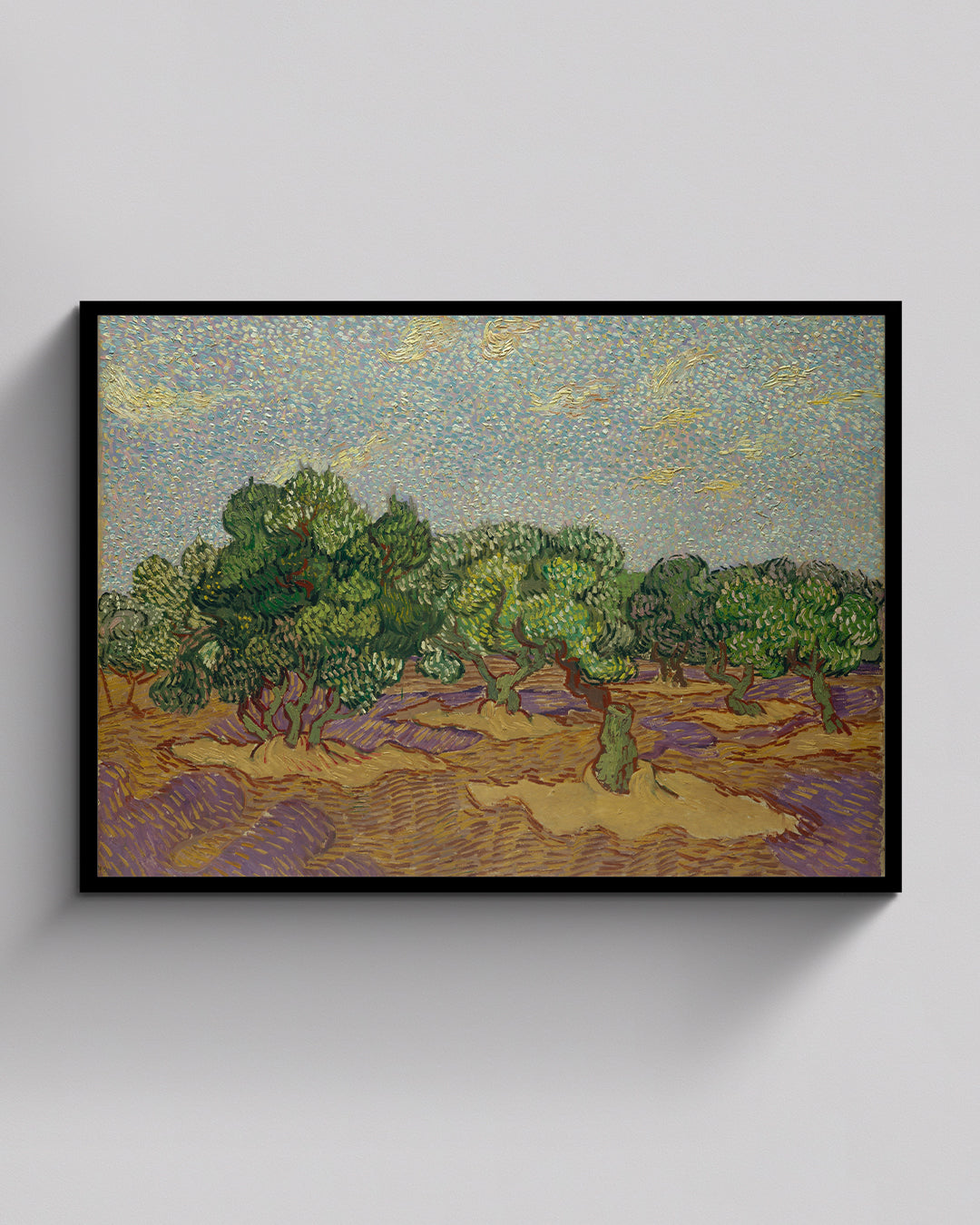 Olive Trees