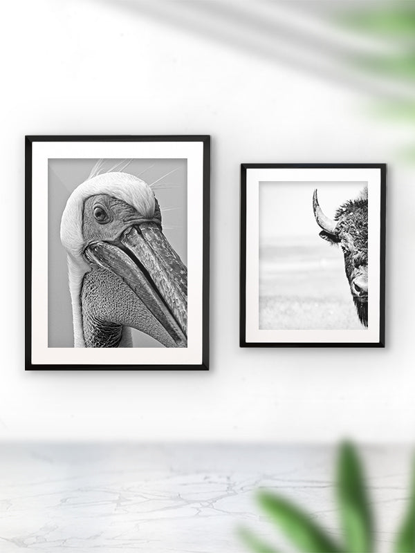 Pelican Poster