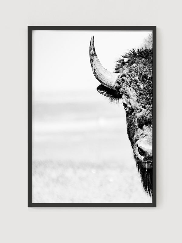Bison Poster