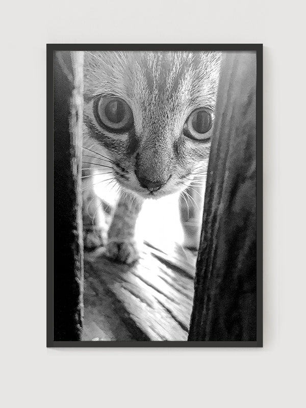 Cat Poster