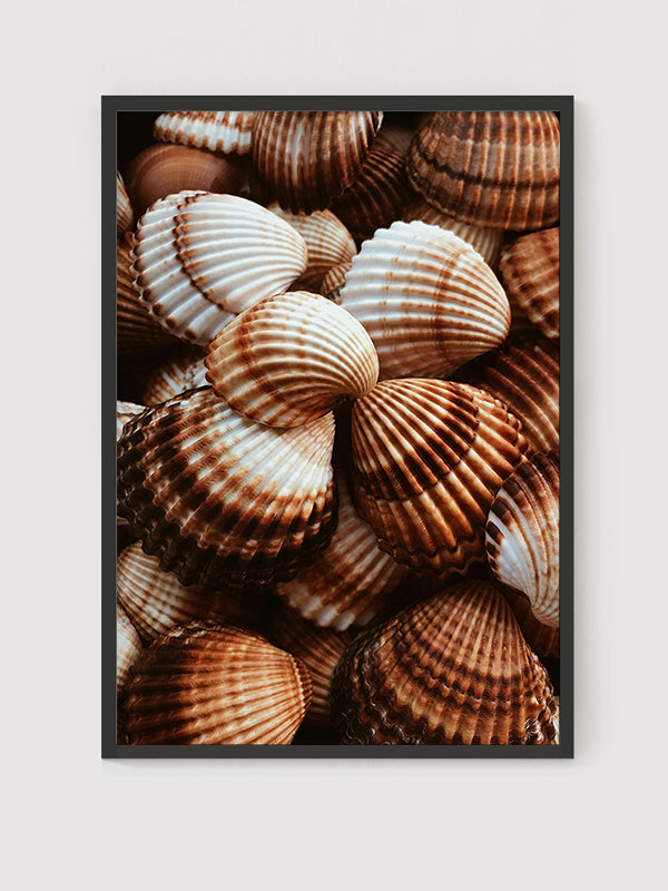 Deniz Kabukları 2 Posteri