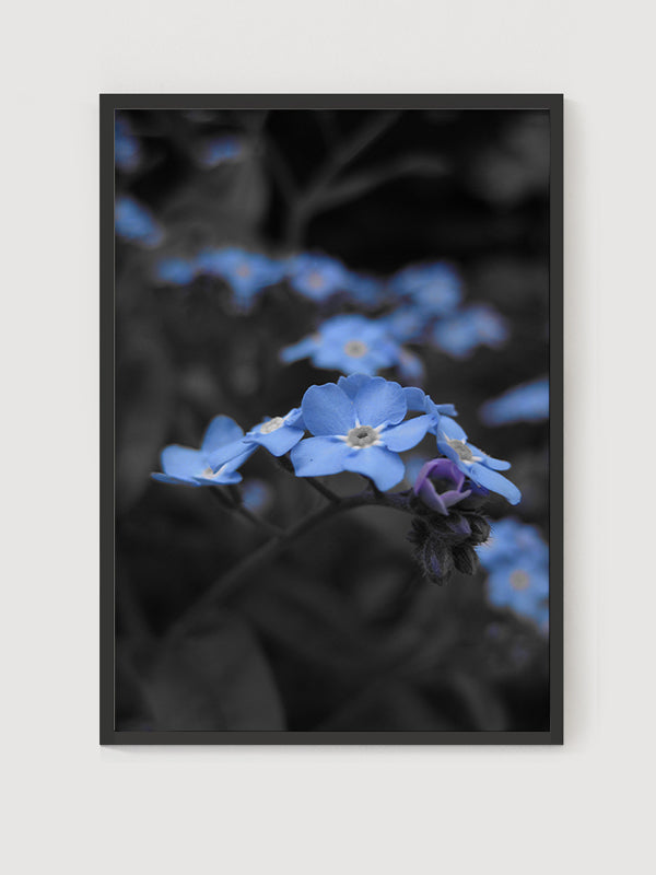 Flower Blue Monochrome Poster