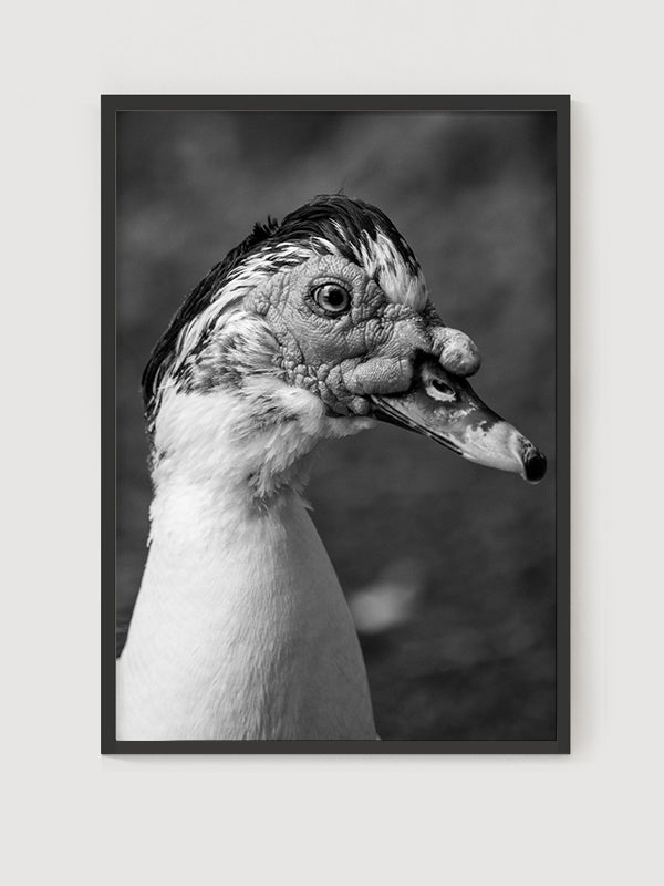 Muscovy Poster