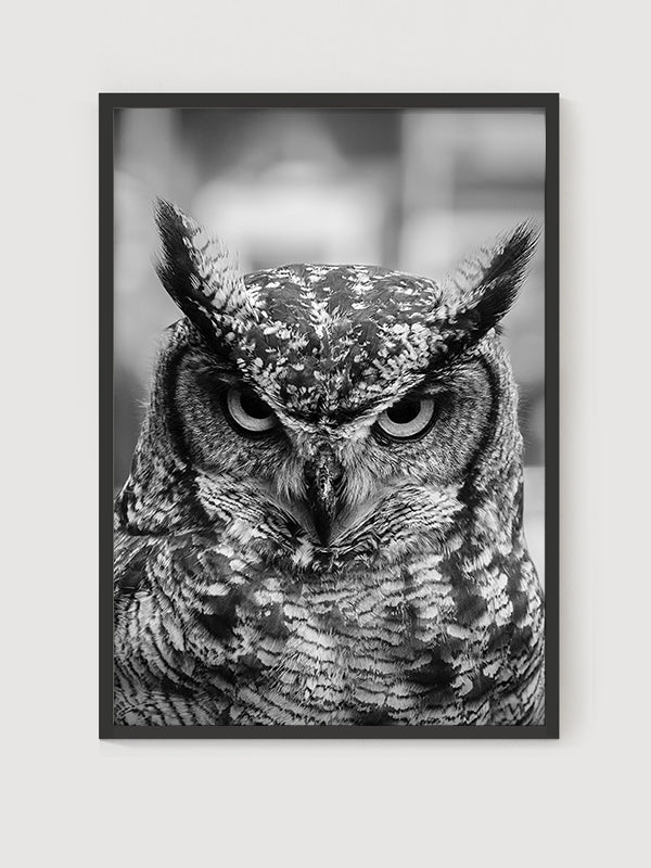 Owl Poster