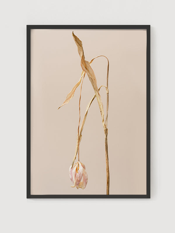 Dried Tulip Posteri