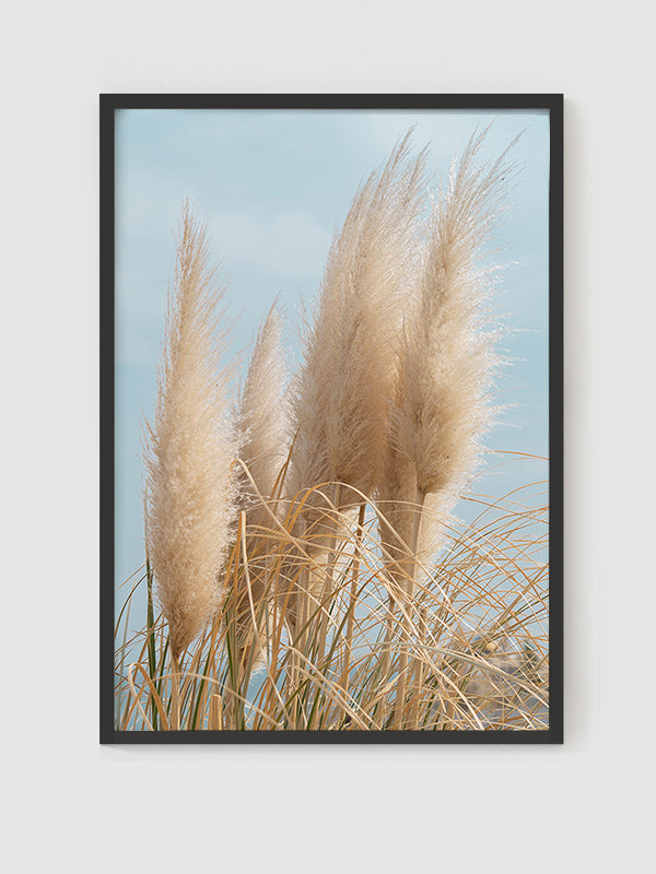 Pampas Posteri