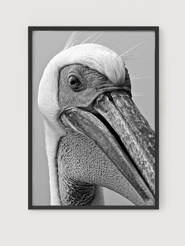 Pelican Poster