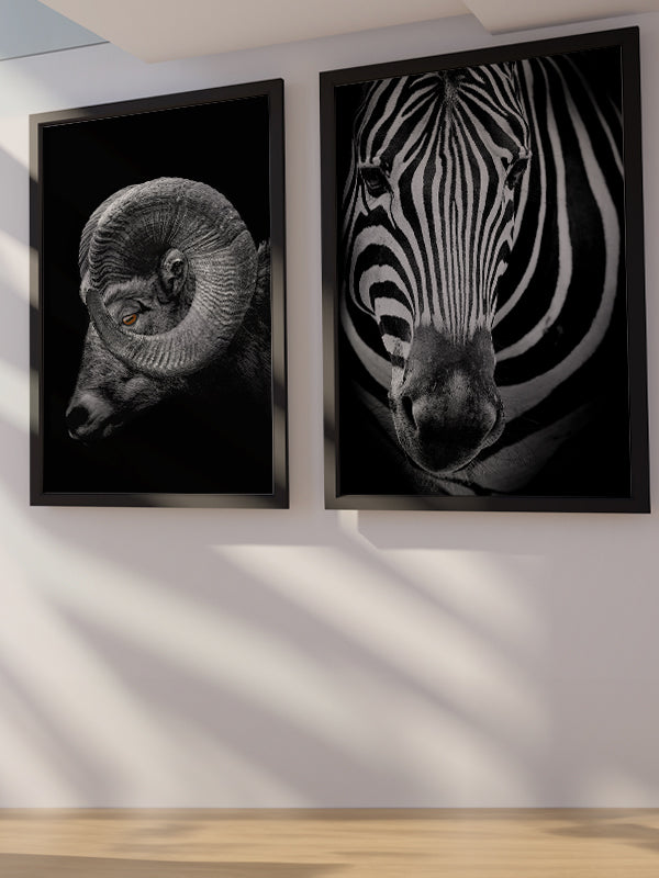 Zebra Poster