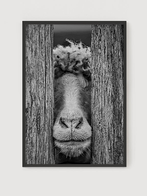 Sheep Poster