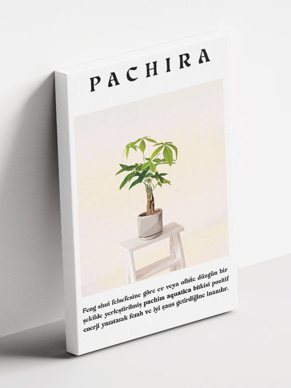 Pachira Çiçek Tablosu
