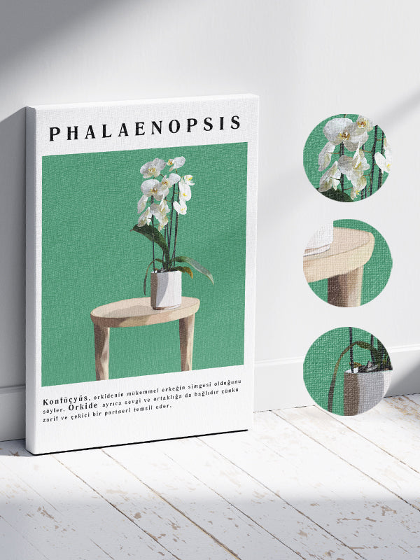 Phalaenopsis Çiçek Tablosu