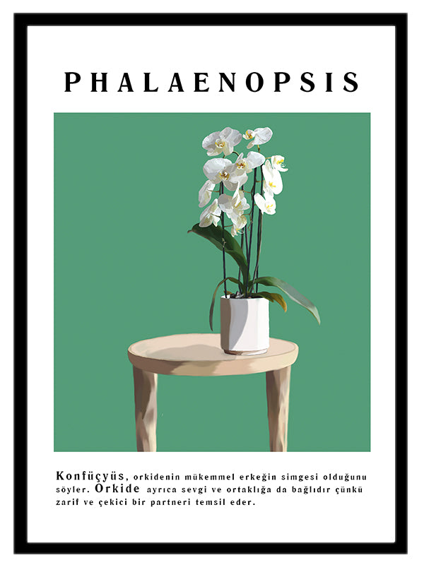Phalaenopsis Çiçek Tablosu