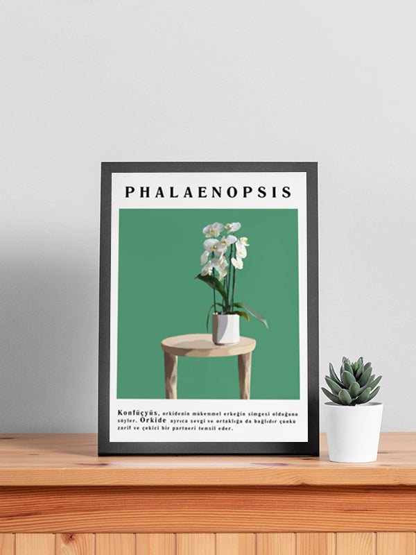 Phalaenopsis Çiçek Tablosu